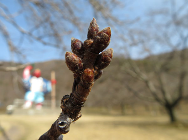 photo：桜の花芽はまだ堅い・戸倉宿キティパーク