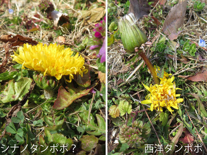 photo：日本タンポポと西洋タンポポ・戸倉宿キティパーク
