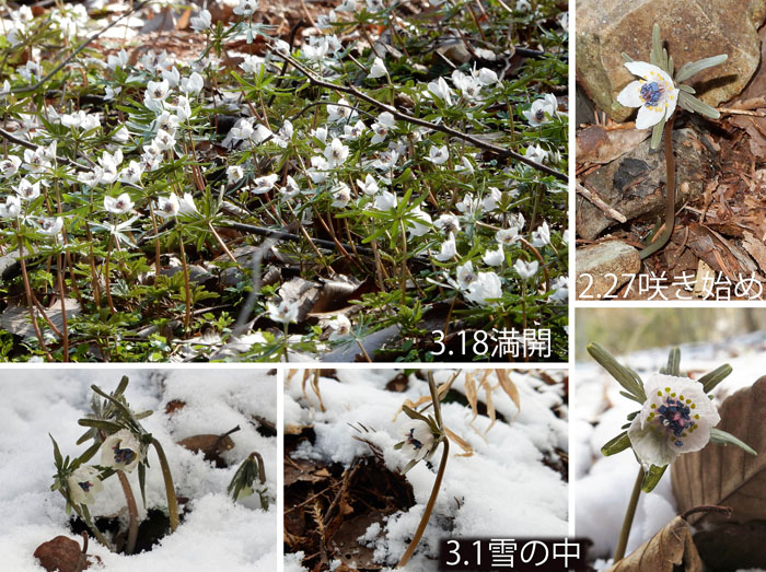 photo：2016年2月27日,3月1日,3月18日・戸倉セツブンソウ群生地