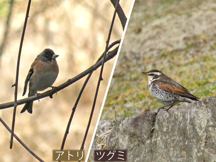 photo：アトリ,ツグミ・戸倉セツブンソウ群生地