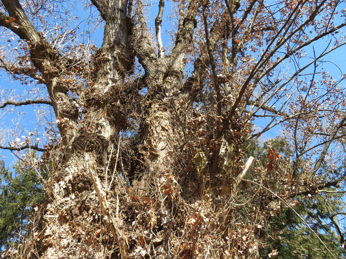 大きなカツラの木：城山公園