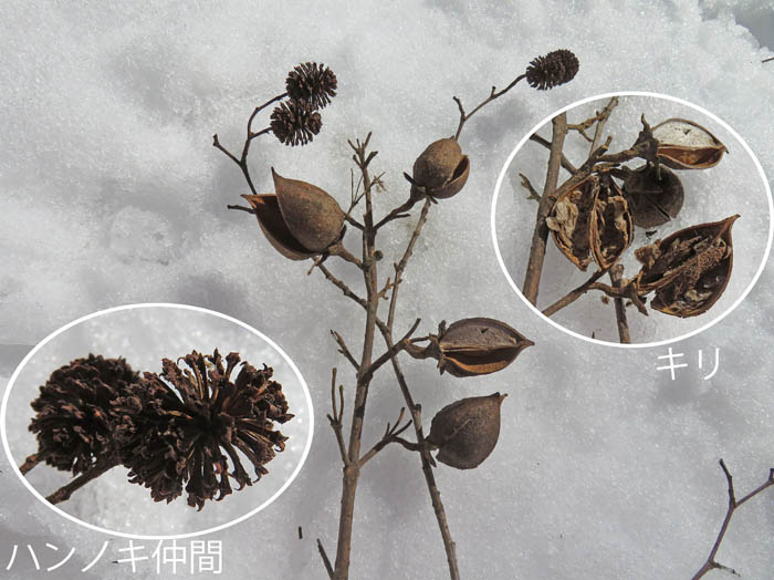 photo：木の実・キリ,ハンノキ：茶臼山