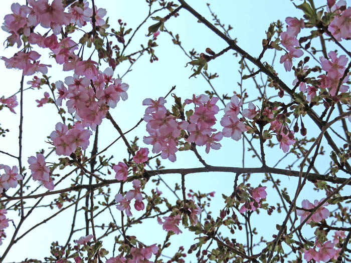 photo：河津桜・長野市大門町