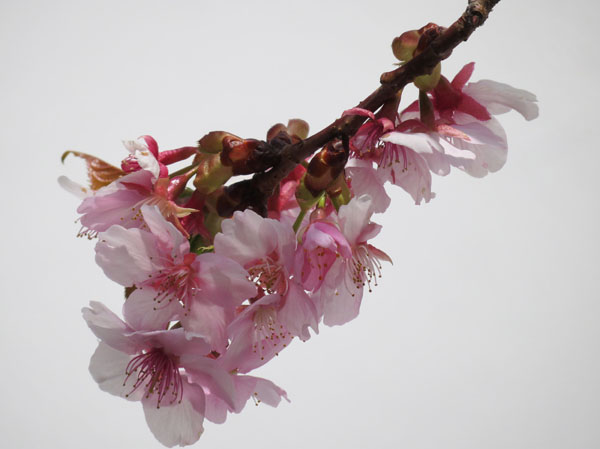 photo：河津桜・長野市大門町