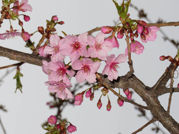 photo：河津桜・長野市大門町