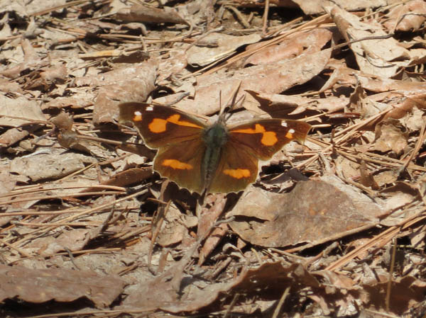 photo：テングチョウ