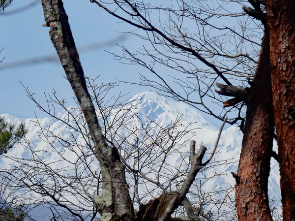 photo：トチの芽・大峰山