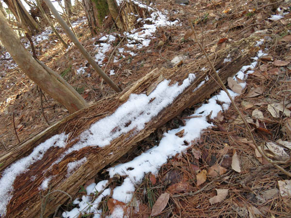 photo：雪が残っている地附山