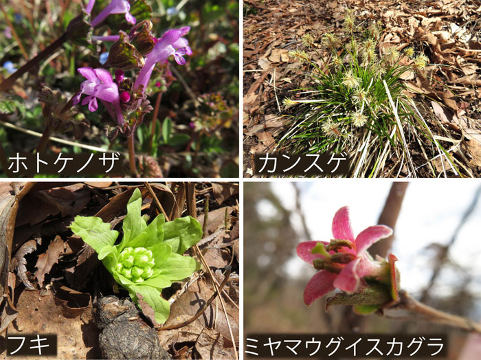 photo：ホトケノザ,カンスゲ,フキ,ミヤマウグイスカグラ・地附山