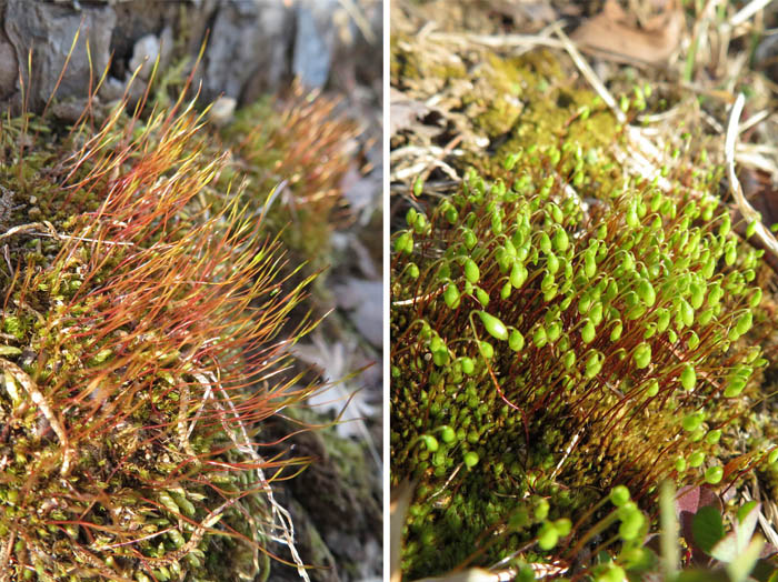 photo：苔の花とも言われる胞子嚢・地附山