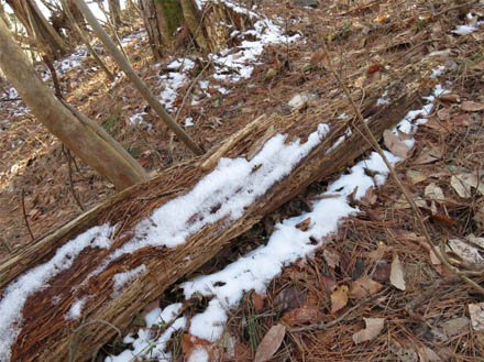 photo：午後になっても残る雪・地附山公園