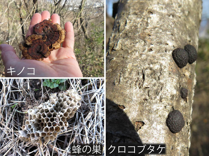 photo：キノコ,蜂の巣,クロコブタケ・長野市内