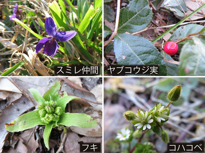 photo：スミレの仲間,ヤブコウジの実,フキ,コハコベ・長野市内