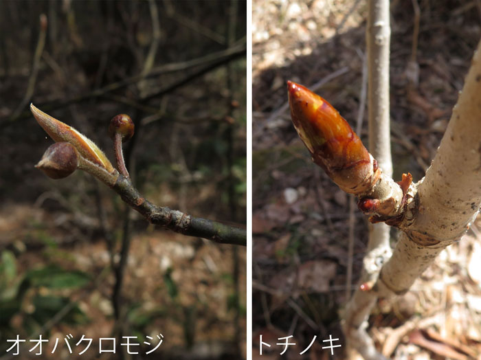 photo：オオバクロモジとトチノキ木の芽・大峰山