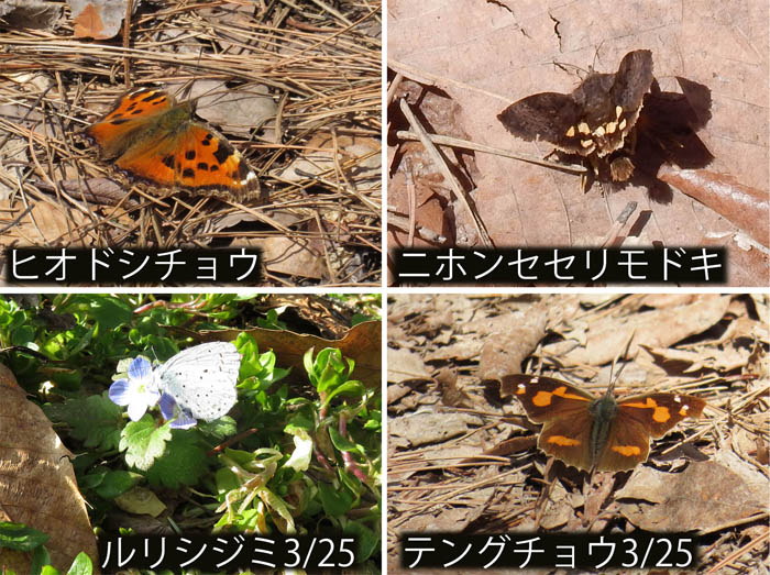 photo：ヒオドシチョウ,ニホンセセリモドキ,ルリシジミ,テングチョウ・地附山,大峰山