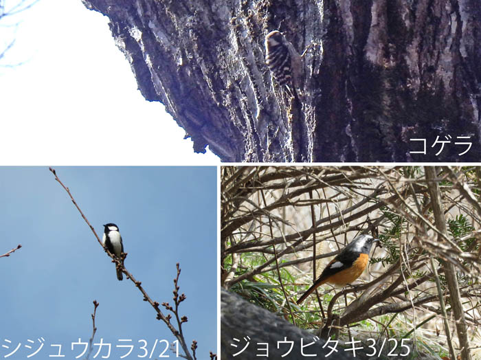 photo：ミスミソウ・大峰山