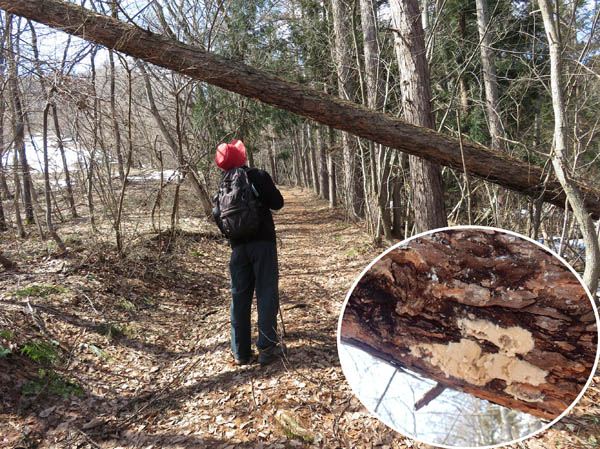 写真：倒木についているのは蛾の卵か・髻山