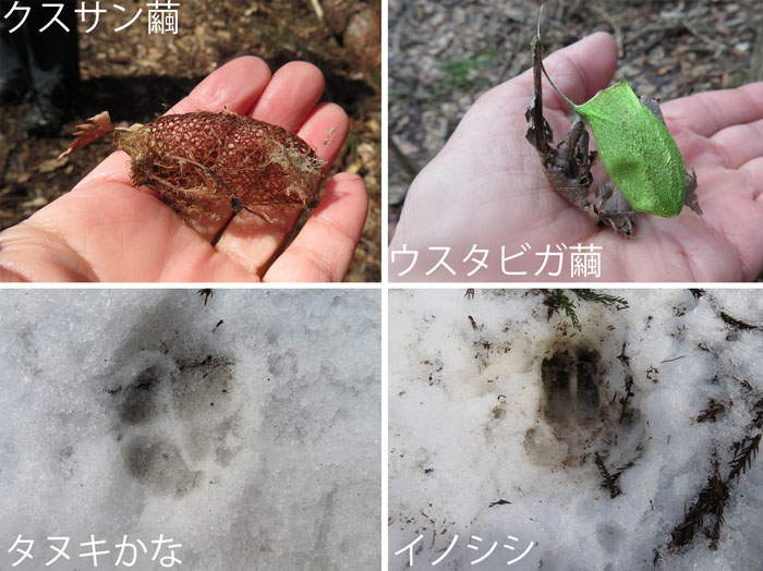 写真：クスサン繭,ウスタビガ繭,タヌキ？とイノシシの雪の上の足跡・髻山
