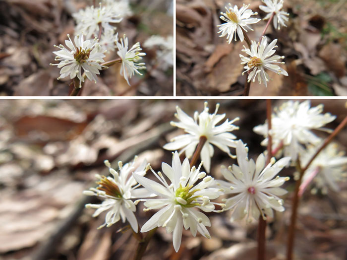 photo：セリバオウレン両性花・陣場平