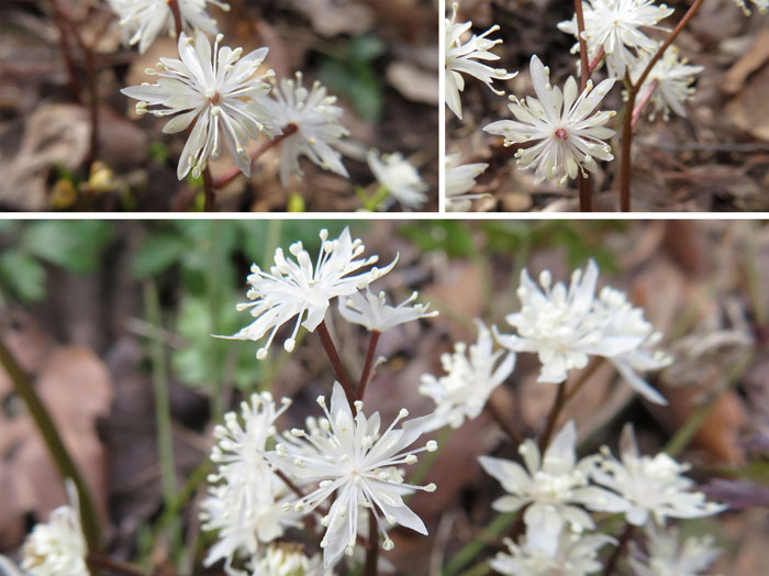 photo：セリバオウレン雄花・陣場平
