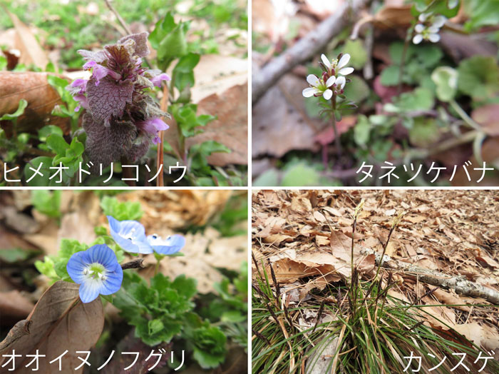 photo：ヒメオドリコソウ,タネツケバナ,オオイヌノフグリ,カンスゲ・斎場山