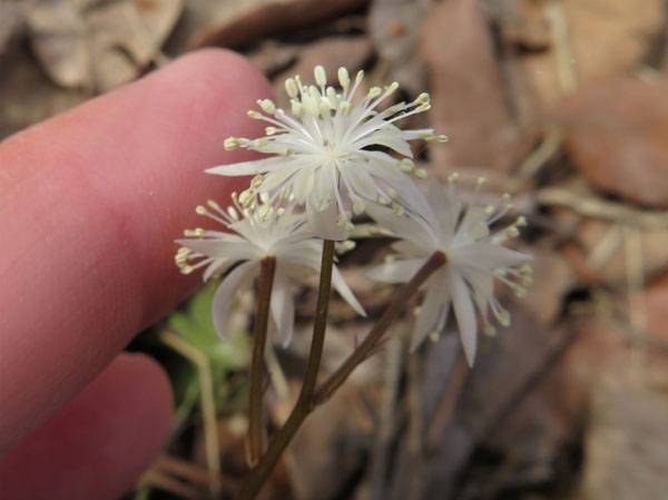 photo：セリバオウレンの花・陣場平