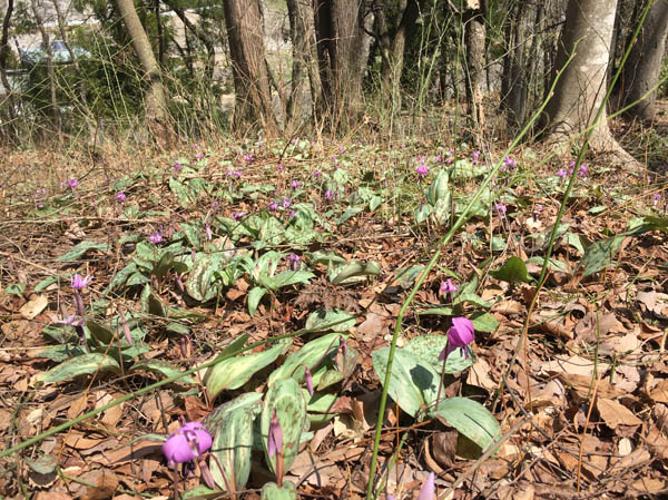 photo：カタクリ・旭山北山麓群生地
