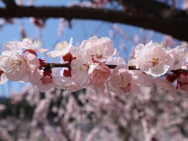 photo：杏・千曲市森