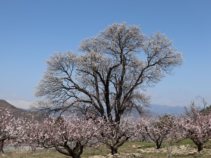 photo：杏・千曲市森