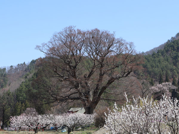 photo：白馬連峰・千曲市森から