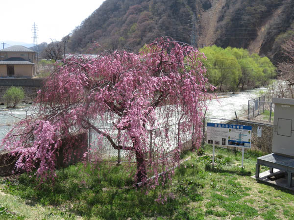 photo：里島水力発電所の枝垂れ桜・旭山北山麓群生地