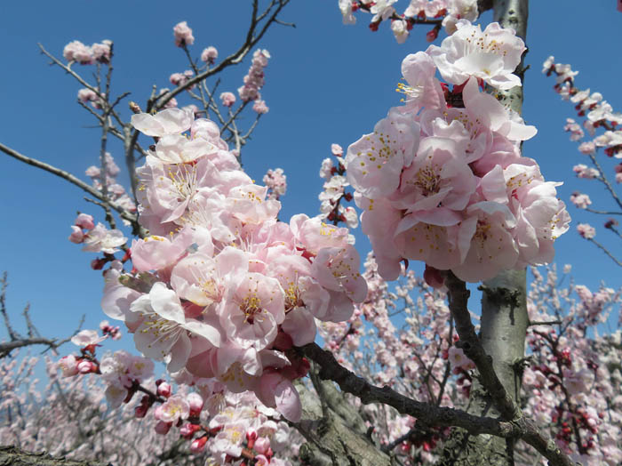 photo：満開で重そうな花・千曲市森
