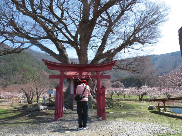 photo：大木欅樹齢600年・千曲市森