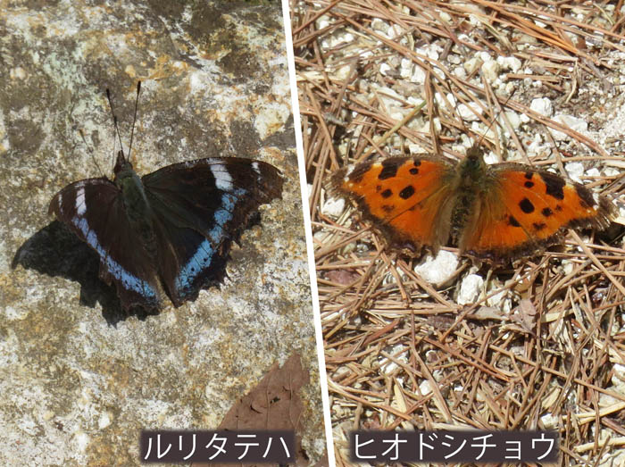 photo：ルリタテハ,ヒオドシチョウ・地附山,大峰山
