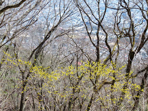 photo：ダンコウバイの向こうに城山公園・大峰山