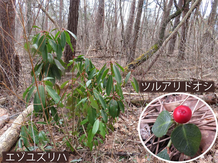 photo：エゾユズリハ,ツルアリドオシ・地附山