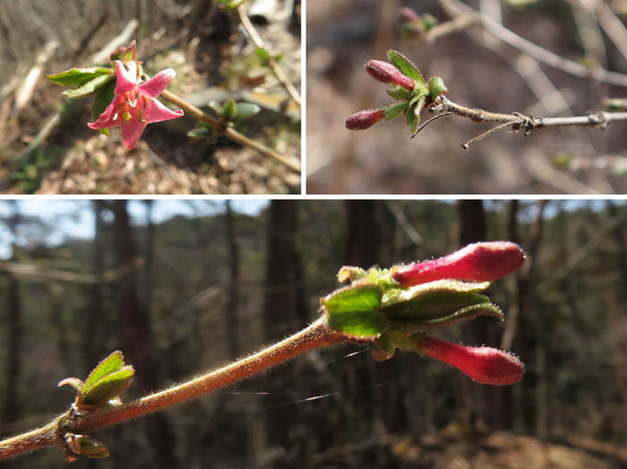 photo：ミヤマウグイスカグラの蕾と開き始めの花・地附山,大峰山