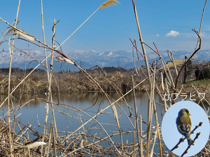 photo：溜池の向こうに志賀の山・飯綱町髻山山麓