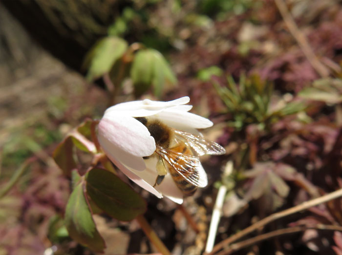 photo：アズマイチゲにやってきた蜂・髻山