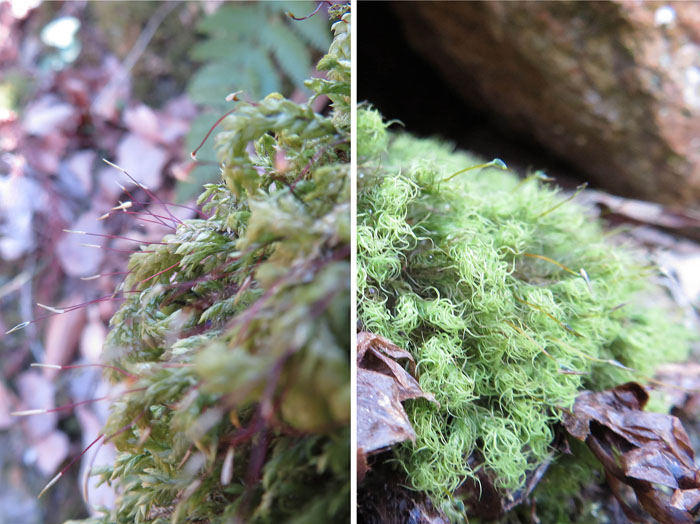 photo：苔の花もこれから・里島自然探勝道