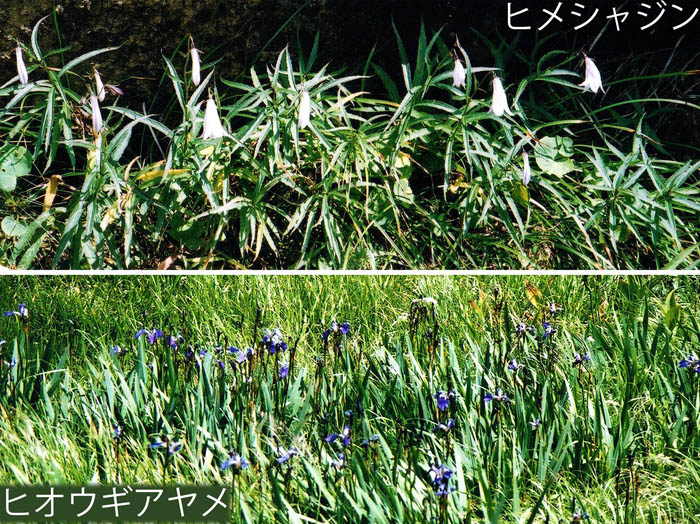 photo：ヒメシャジン,ヒオウギアヤメ・至仏山