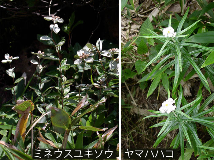 photo：ミネウスユキソウ,ヤマハハコ・至仏山