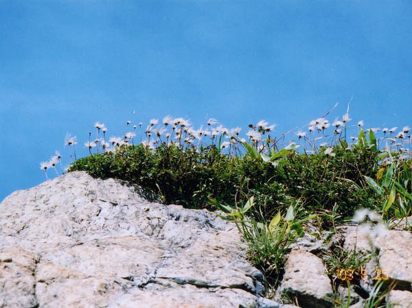 photo：チングルマの実・至仏山