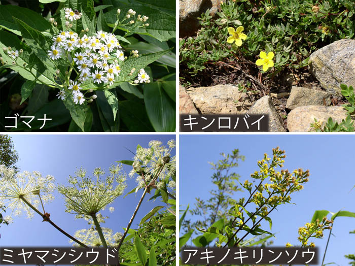 photo：ゴマナ,キンロバイ,ミヤマシシウド,アキノキリンソウ
