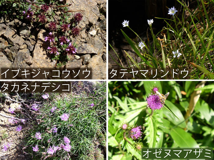 photo：イブキジャコウソウ,タテヤマリンドウ,タカネナデシコ,オゼヌマアザミ