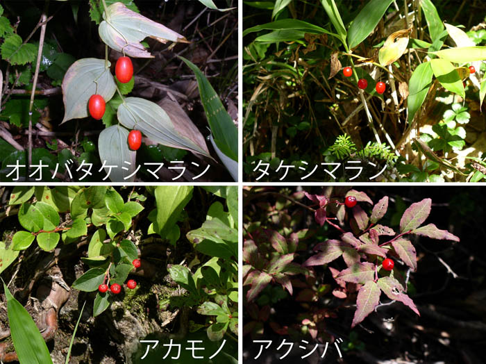 photo：オオバタケシマラン,タケシマラン,アカモノ,アクシバ