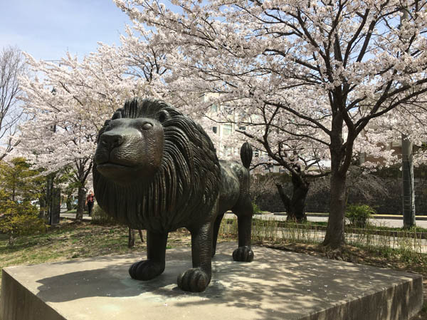 photo：桜の木の下のレオ・城山公園