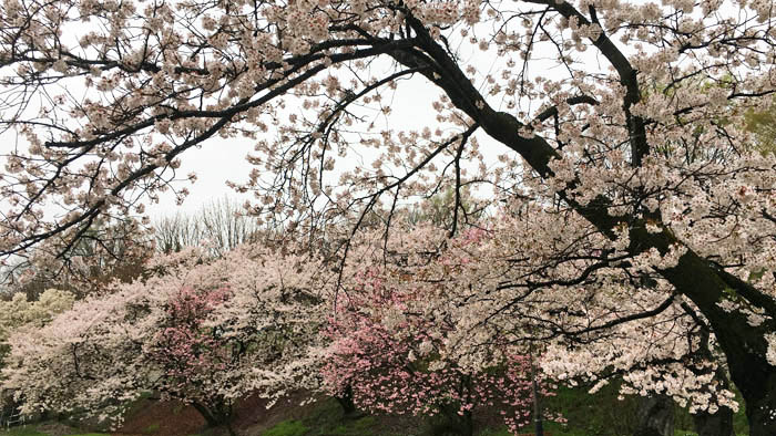 photo：散り始めた桜・往生寺公園