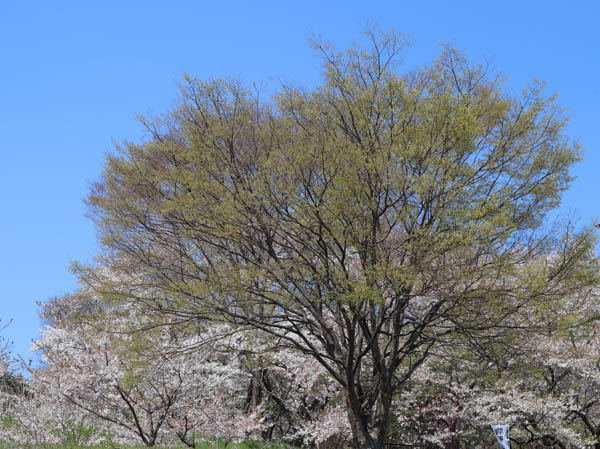 photo：粘菌・地附山