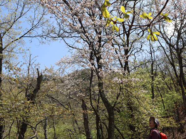 photo：山桜・井上山